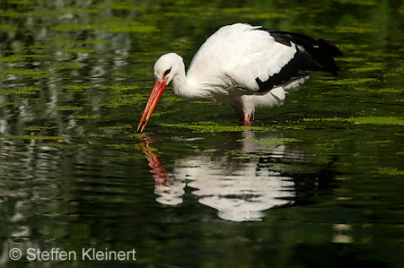 Weißstorch, Ciconia ciconia 046